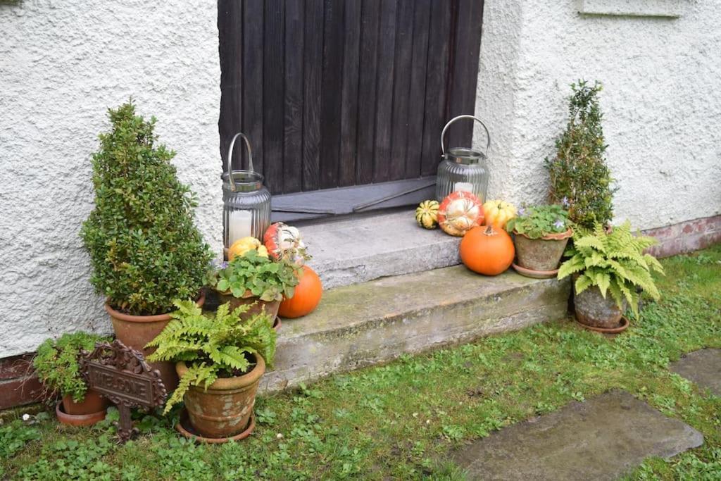 Cedra Cottage - Vintage Country Hideaway Axminster Eksteriør bilde